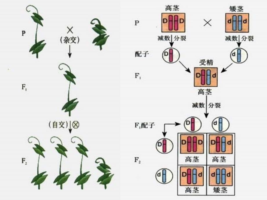 染色体、基因和遗传性状_第2页