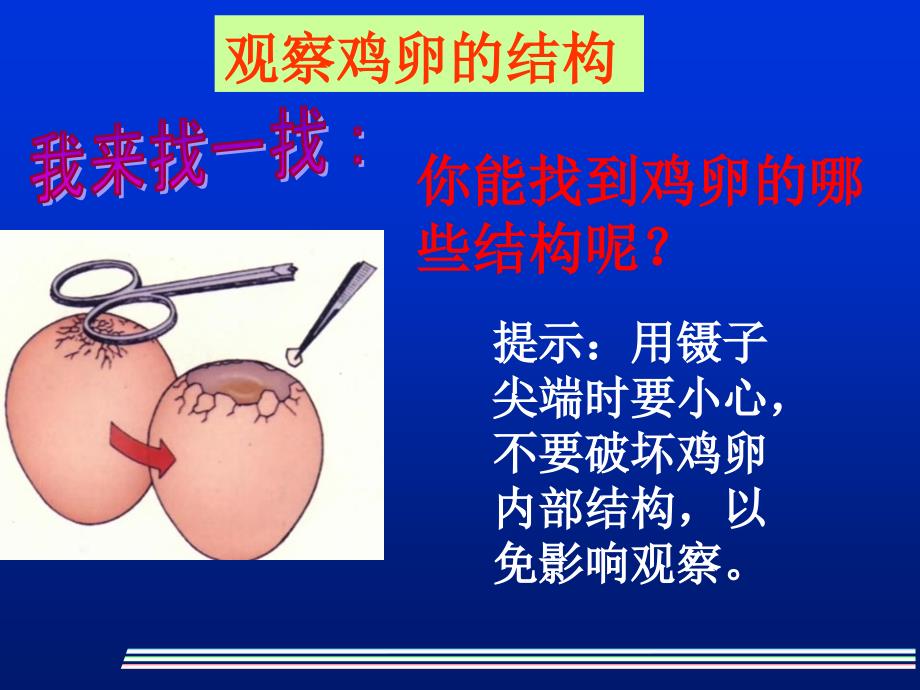 [初二理化生]八年级下册人教版生物课件 鸟的生殖和发育_第3页