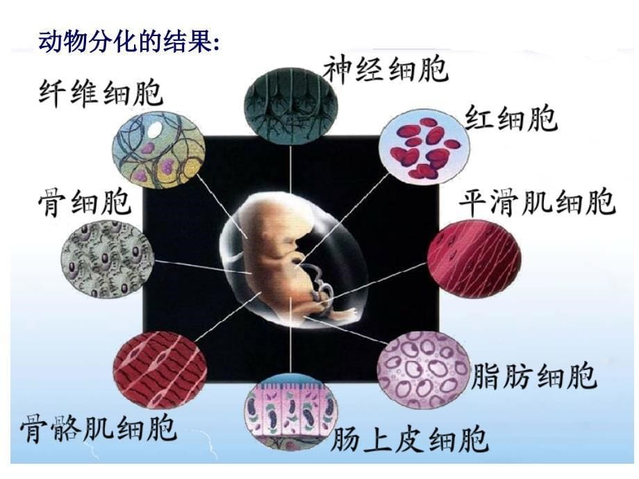 细胞的分化衰老调亡‘癌变_第5页