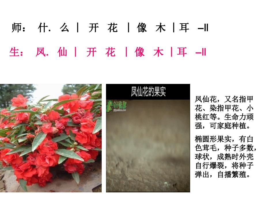 《对鲜花》课件3_第4页