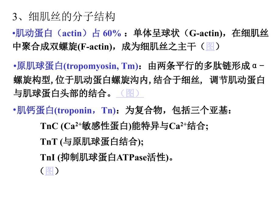 动物生理学  第四章 肌肉的兴奋与收缩  课件_第5页