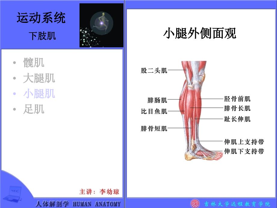 运动系统下肢肌髋肌大腿肌小腿肌足肌_第3页