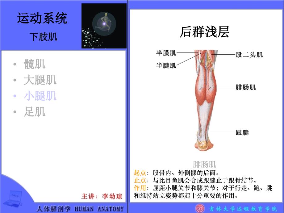 运动系统下肢肌髋肌大腿肌小腿肌足肌_第4页