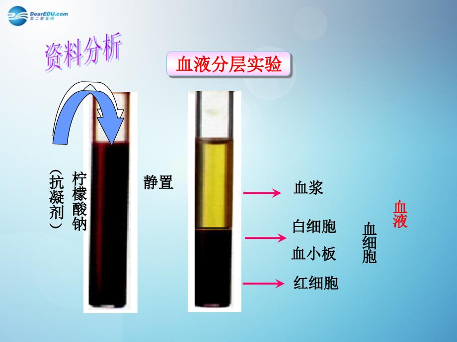 秋七年级生物下册第四章第一节流动的组织——血液（第1课时）课件新人教版_第4页