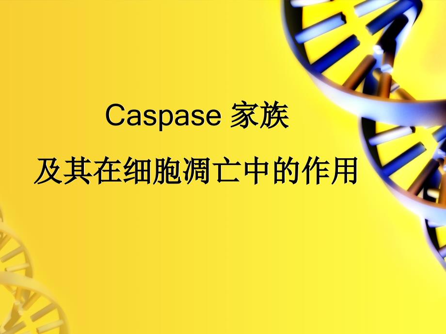 caspase家族_第1页