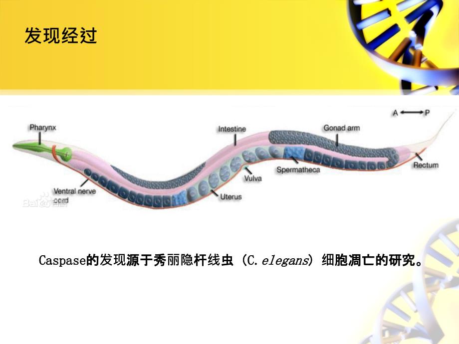 caspase家族_第3页