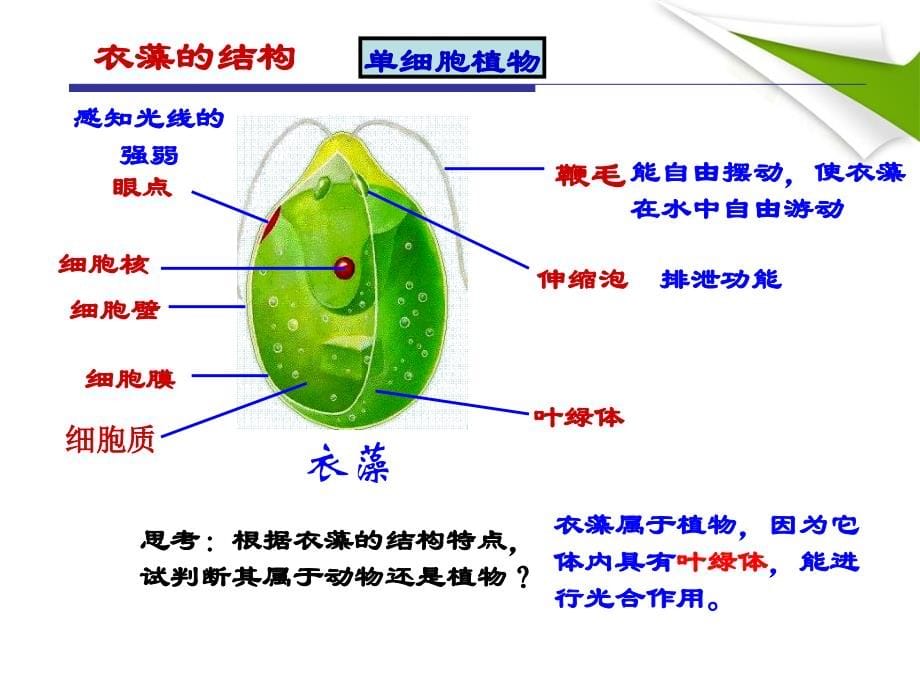 [初一理化生]七年级公开课显微镜下的各种生物_第5页