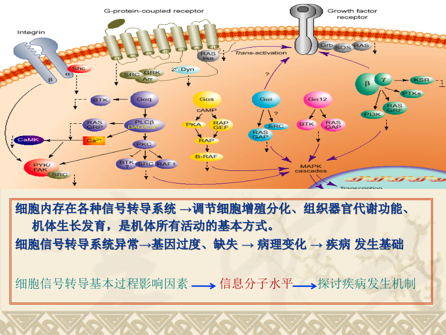 医学]ok-细胞信号转导异常与疾病_第2页