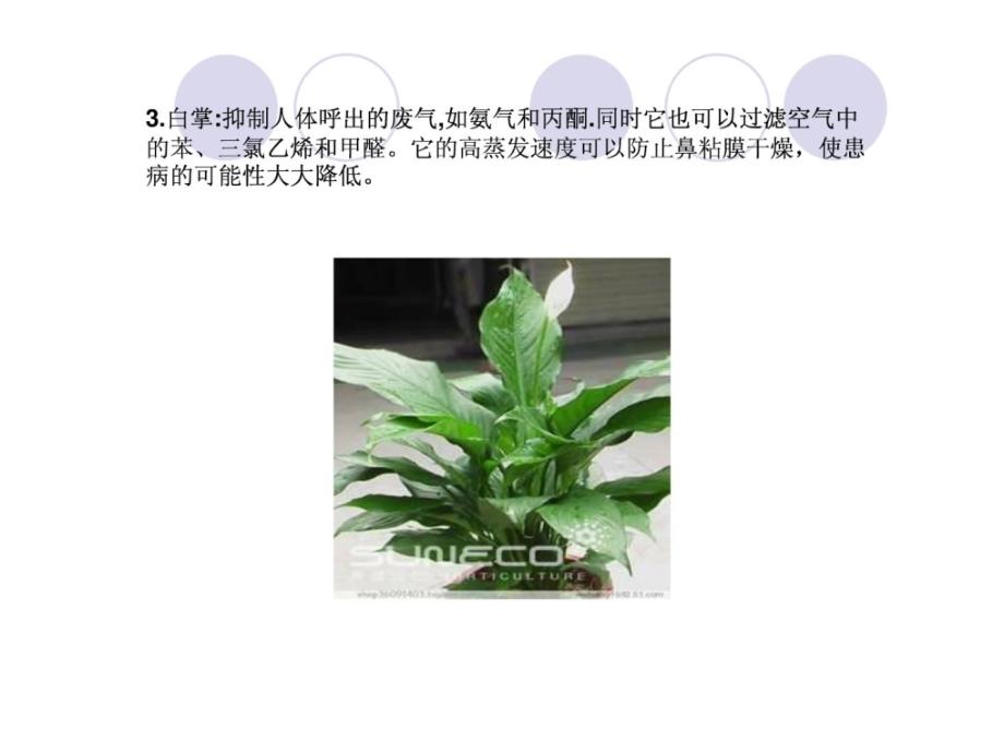 室内观叶植物知识（室内最好的吸毒植物）_第4页