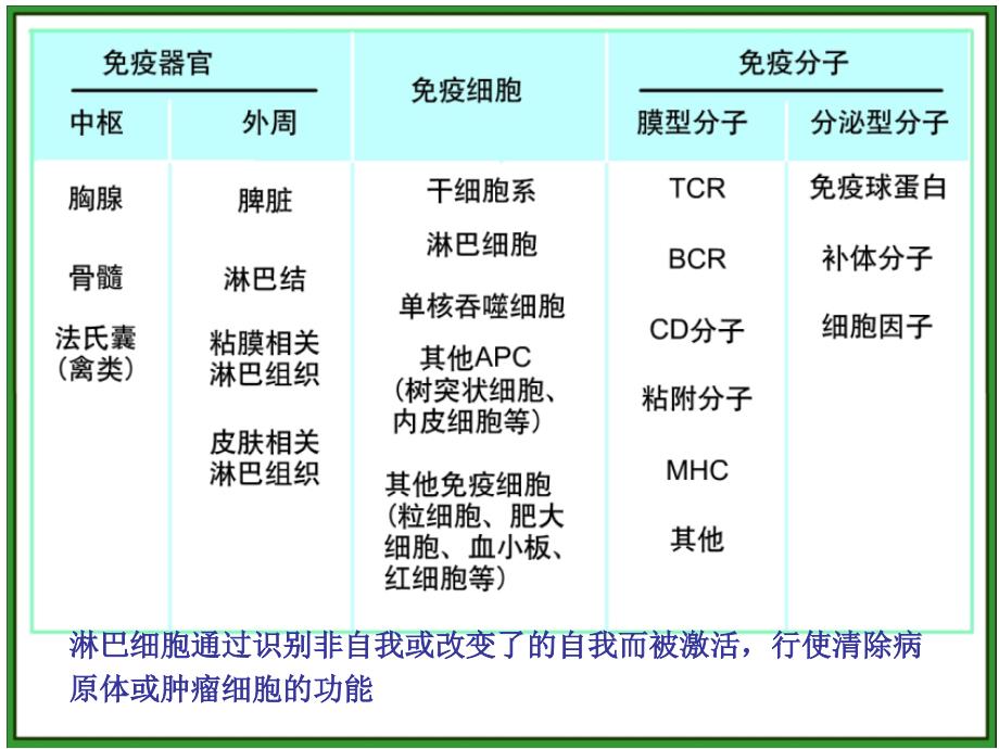 免疫学 mhc_第2页