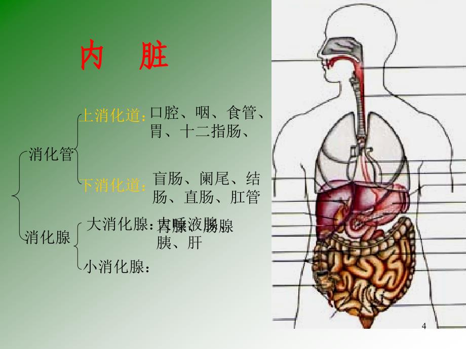 医学]3-6人体运动的保证体系-内脏学_第4页