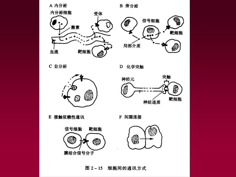 试题]细胞生理3-细胞间信号传递_第4页