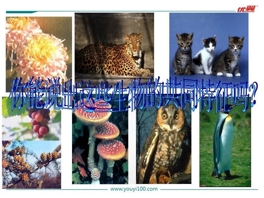七年级生物（人教版）教学课件：1.第一节 生物的特征_第5页