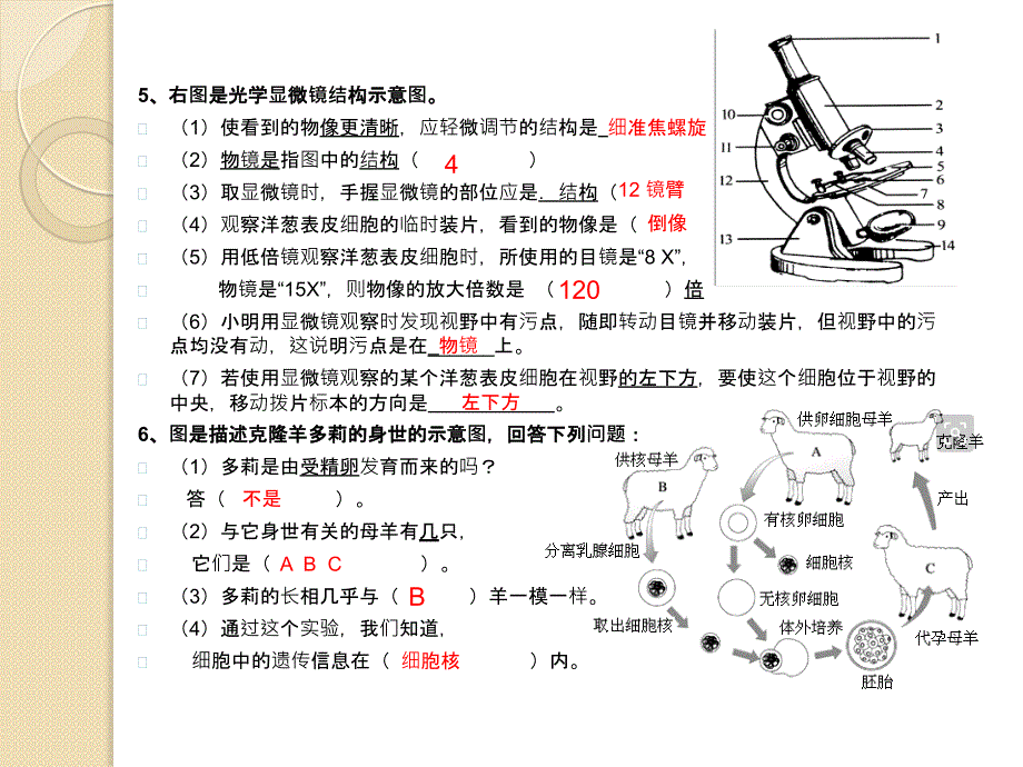 2017七年级生物上册复习识图题_第4页