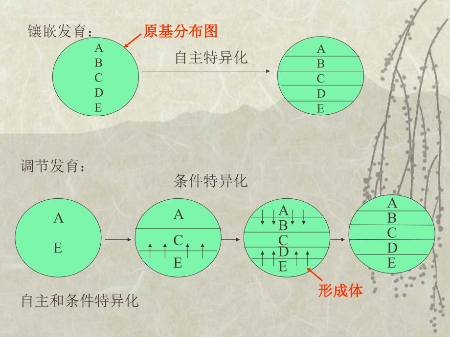 基因调控和细胞的分化发育_第3页