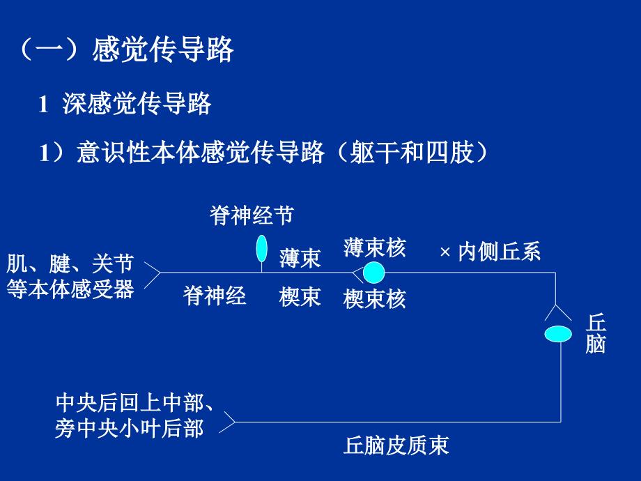 生命科学课件-人体组织解剖学_教学_第4页