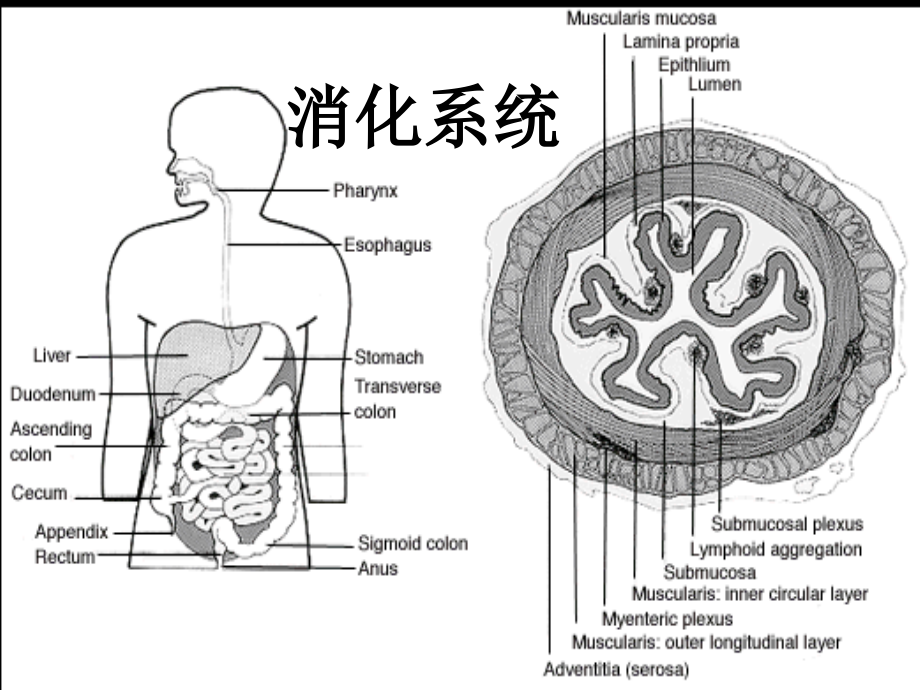 消化系统（digestivesystem）_第3页