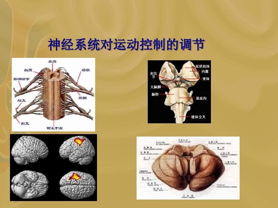 医学]肌张力的评定_第5页