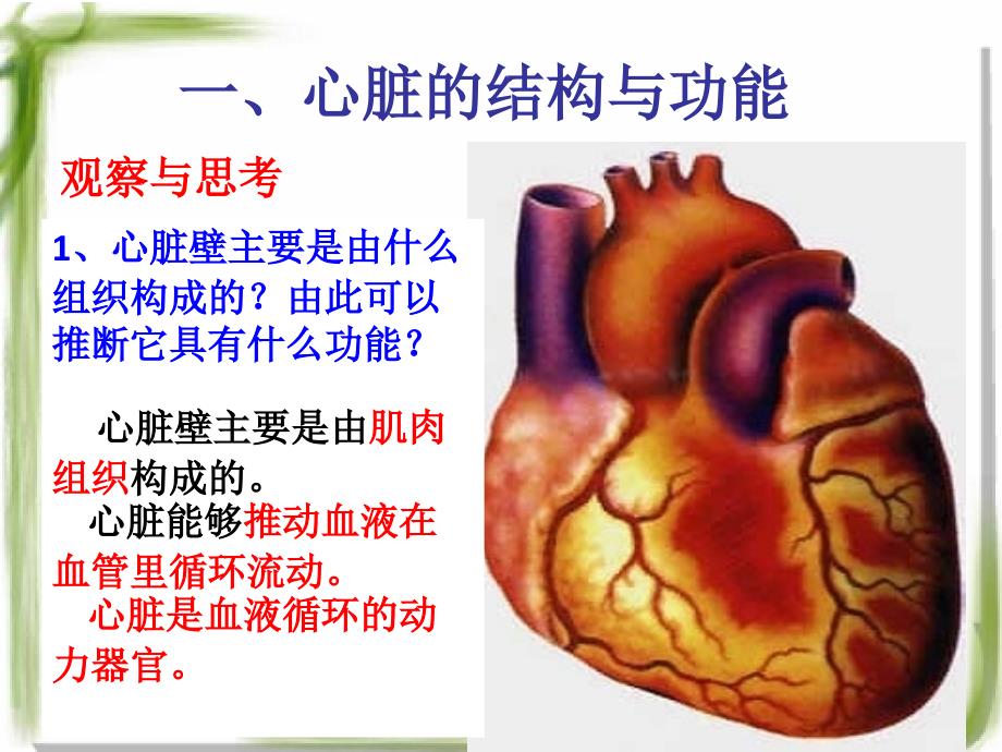 输送血液的泵-心脏(一)_第4页