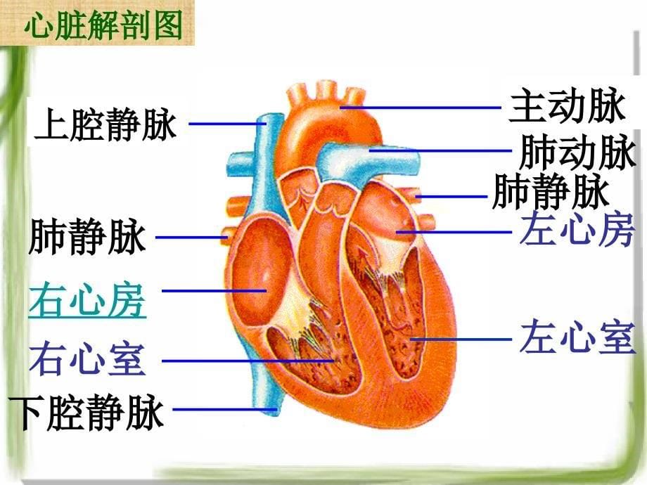 输送血液的泵-心脏(一)_第5页