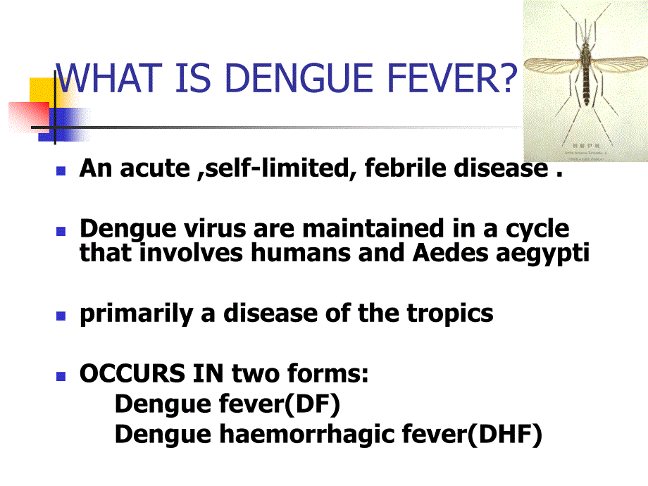 dengue fever登革热_第2页