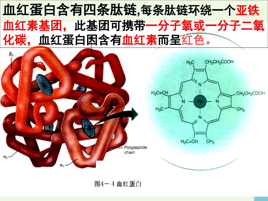 山东省临沂市高中生物第五章dna和蛋白质技术5.3血红蛋白的提取和分离课件新人教版选修_第2页