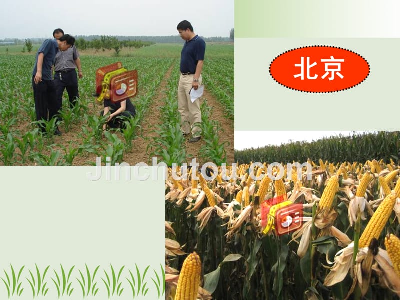 玉米超高产栽培技术_吉林农大（pptminimizer）_第5页