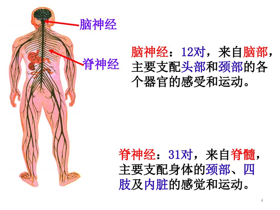 神经调节第二课时_第4页