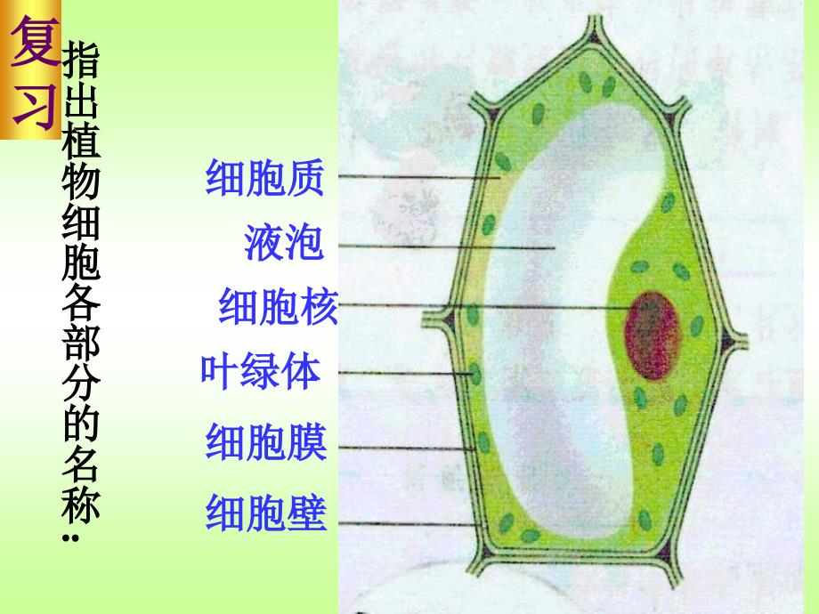 观察动物细胞课件_第3页