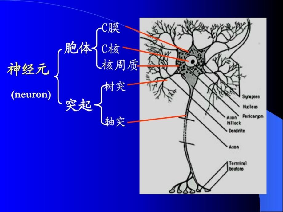 执业兽医资格考试组织学神经组织_第3页