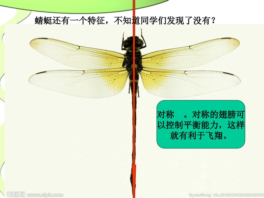 人教版小学美术二年级上册《蜻蜓飞飞》ppt-1_第4页