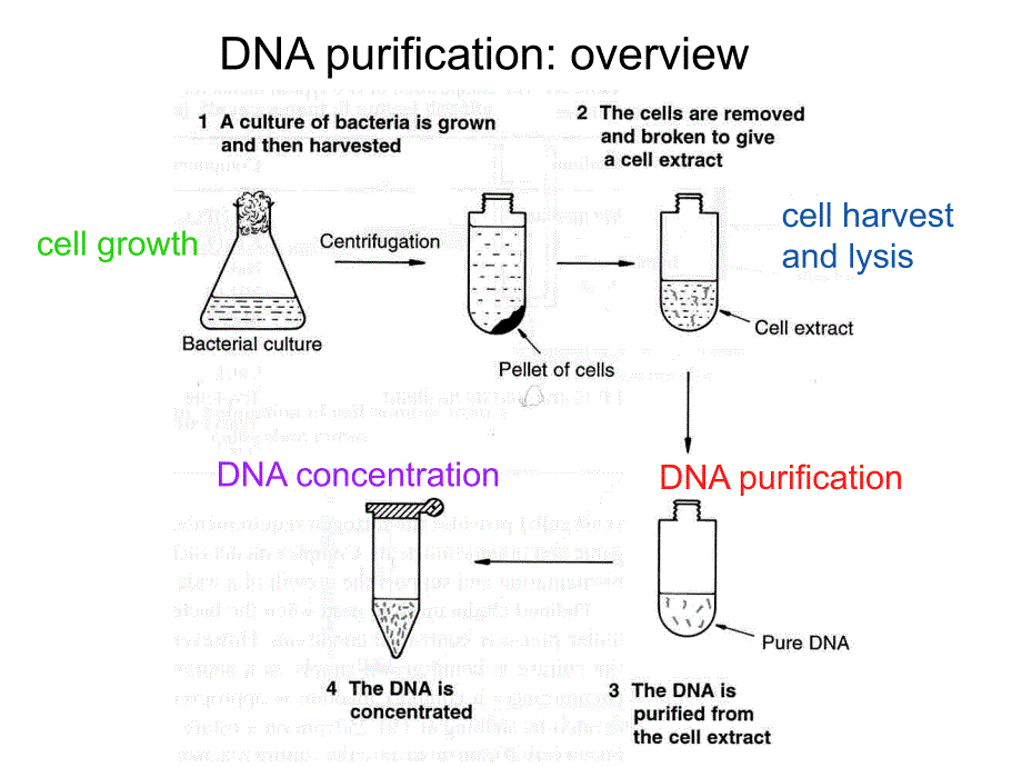 杨荣武分子生物学课件week2modification_第3页