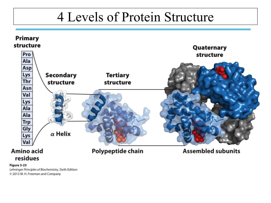 《分子 细胞与组织教学课件》3.生物大分子蛋白质的化学特性，结构与功能_第4页
