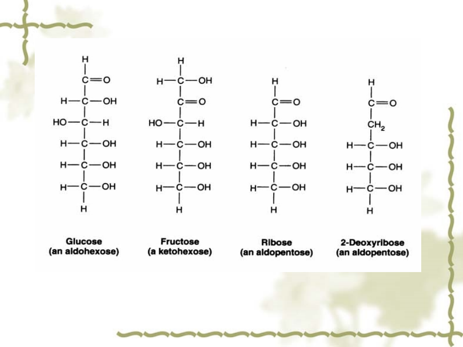 生物化学第七章 糖类化合物代谢_第4页