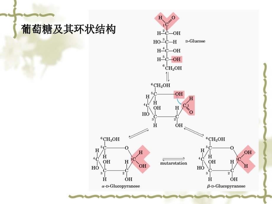 生物化学第七章 糖类化合物代谢_第5页