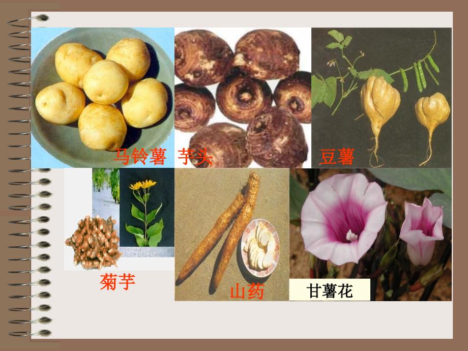 《薯芋类蔬菜栽培》ppt课件_第3页