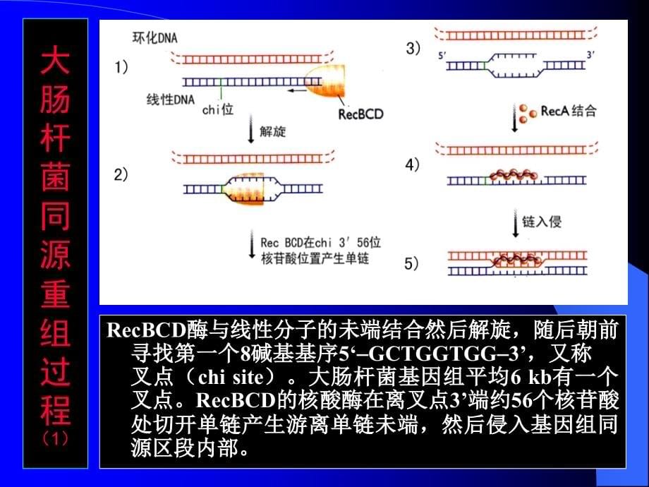 分子生物学（张海红）第12-13章 基因组进化的机制与模式_第5页