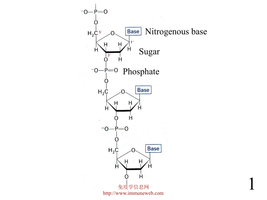 《分子生物学基础》ppt课件_第2页