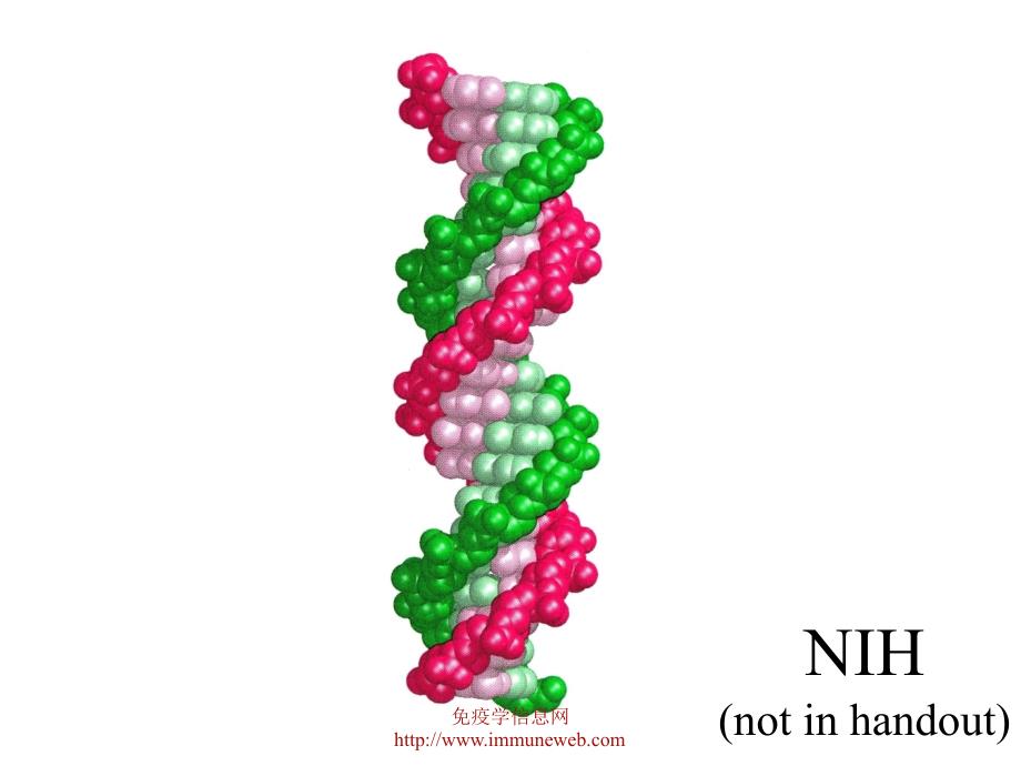 《分子生物学基础》ppt课件_第4页