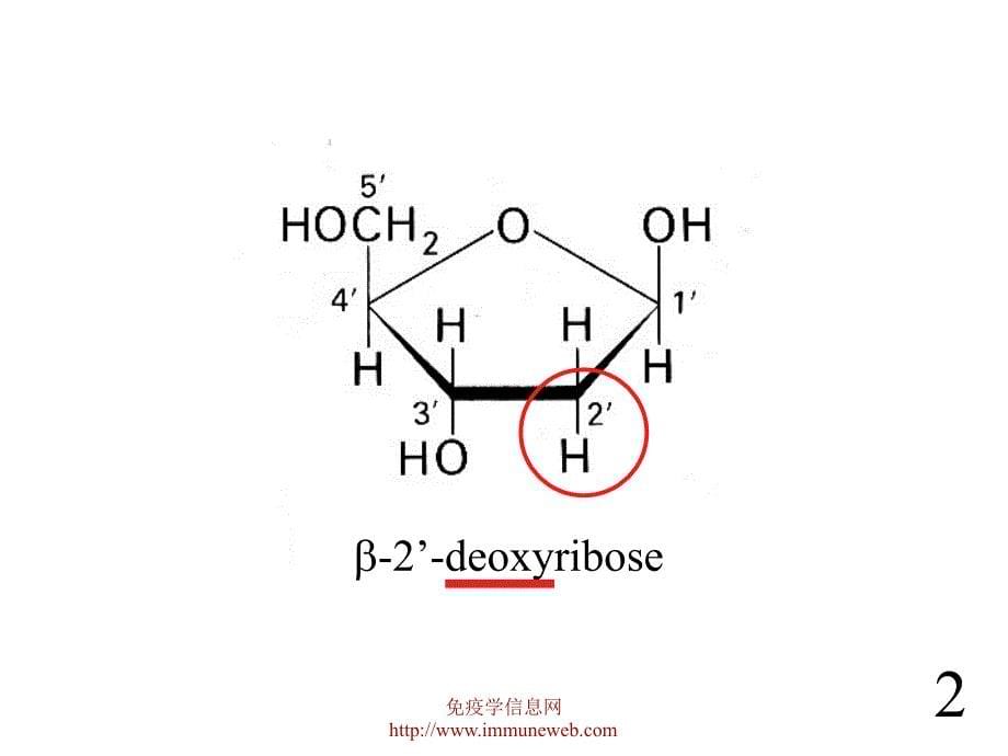 《分子生物学基础》ppt课件_第5页