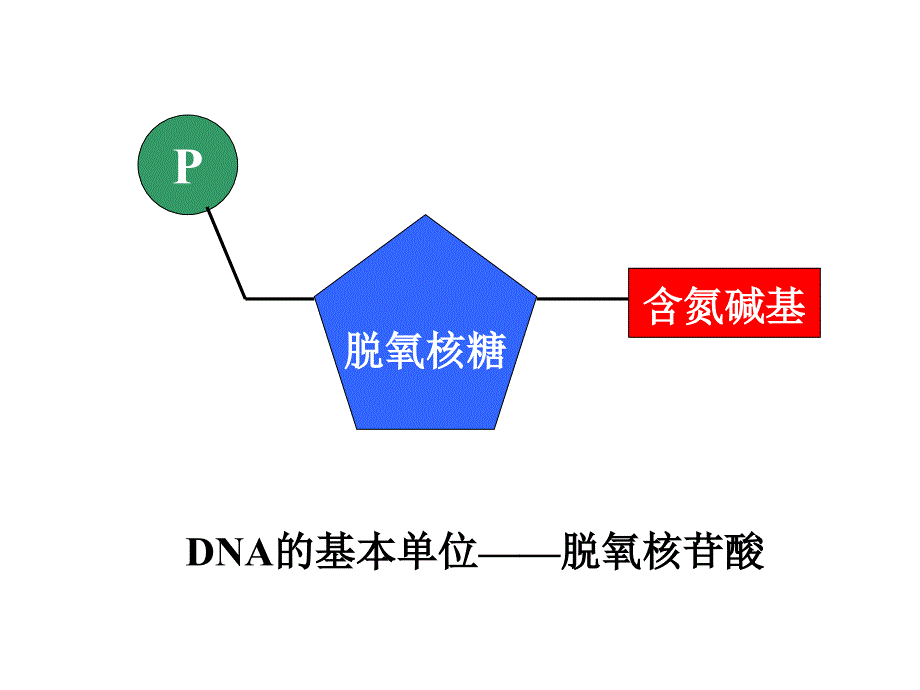 [生物学]dna的结构和复制上课用_第4页