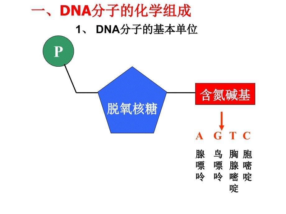 [生物学]dna的结构和复制上课用_第5页