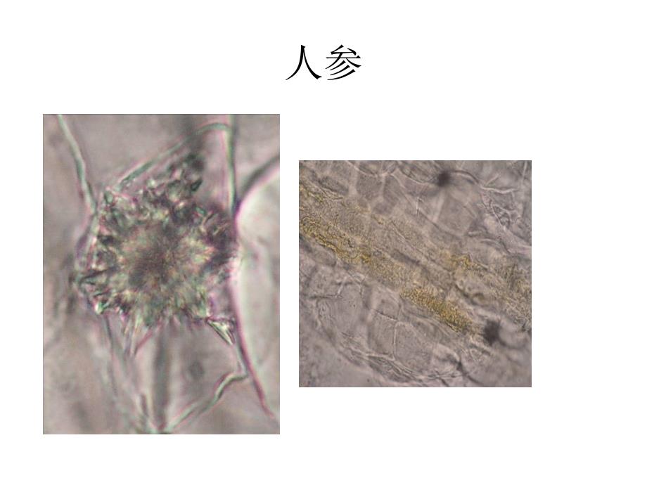 《中药鉴定学期末复习》中药鉴定粉末复习_第4页