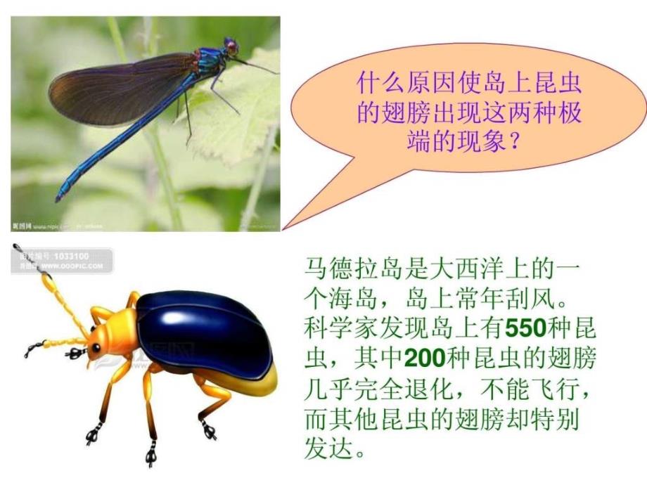 《进化中的生物》ppt课件_第4页