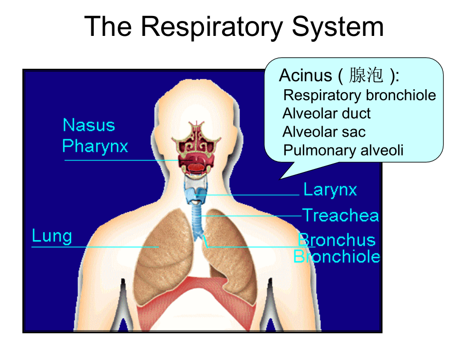 《呼吸系统教学资料》呼吸系统疾病_第2页