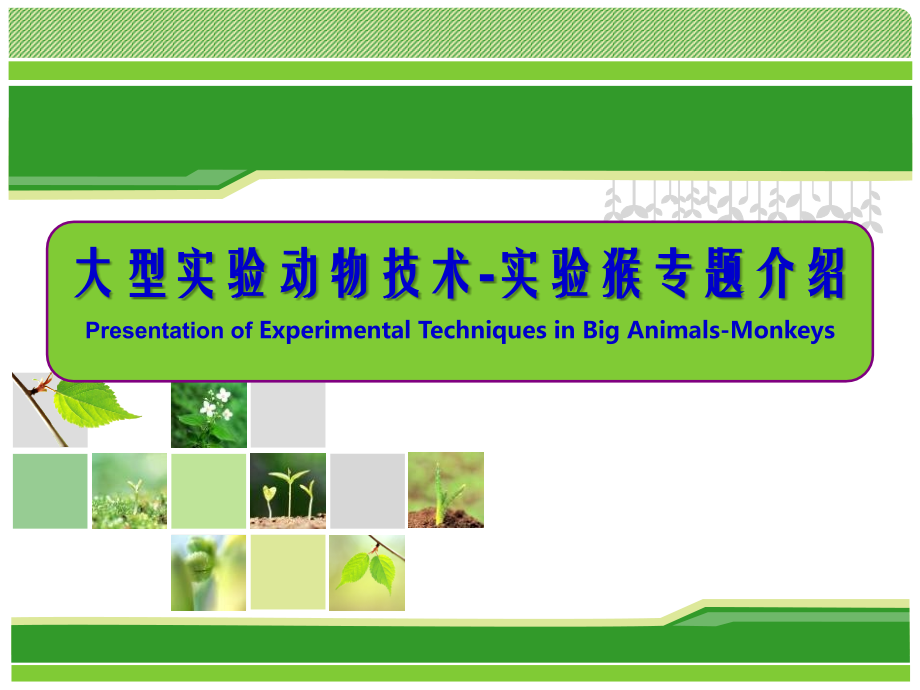 《实验动物与管理教学课件》实验猴生物学特性及应用_第1页