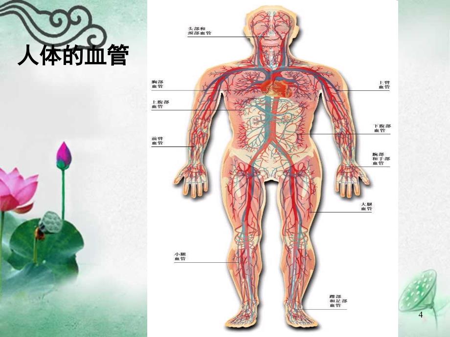 人教版最新《血管》好_第4页