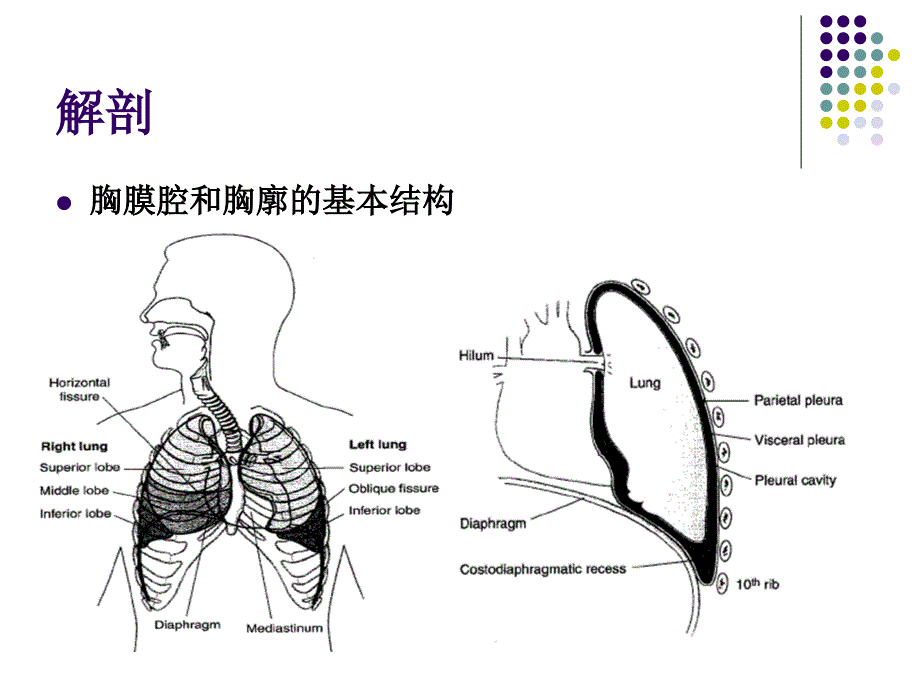 《呼吸系统应知应会》ppt课件_第4页