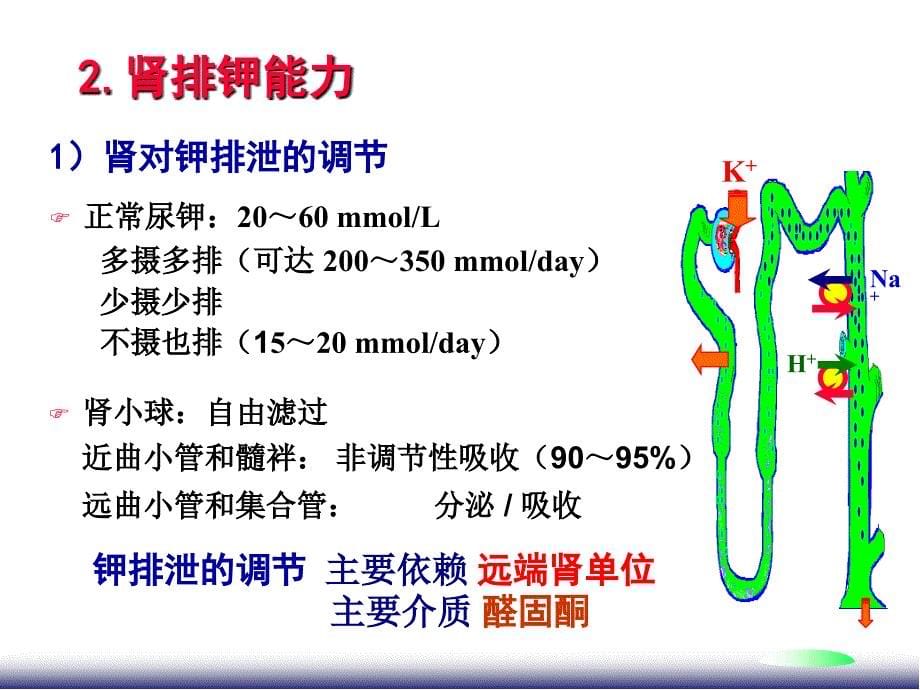 《病理生理学》课件-钾紊乱_第5页