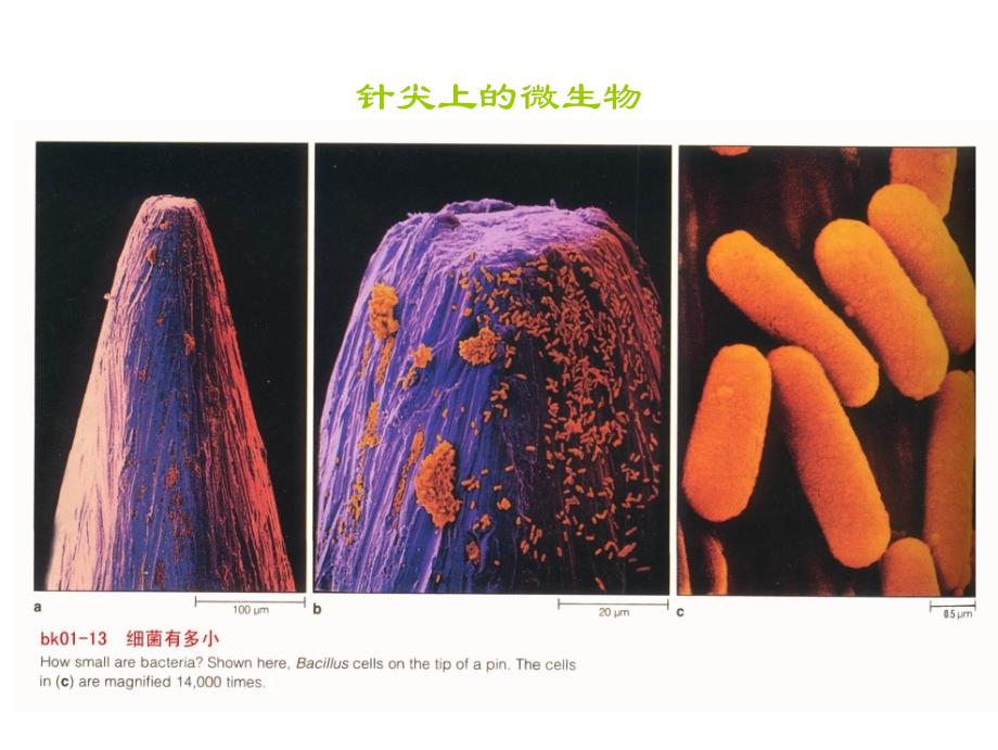 《微生物知识培训》ppt课件_第4页